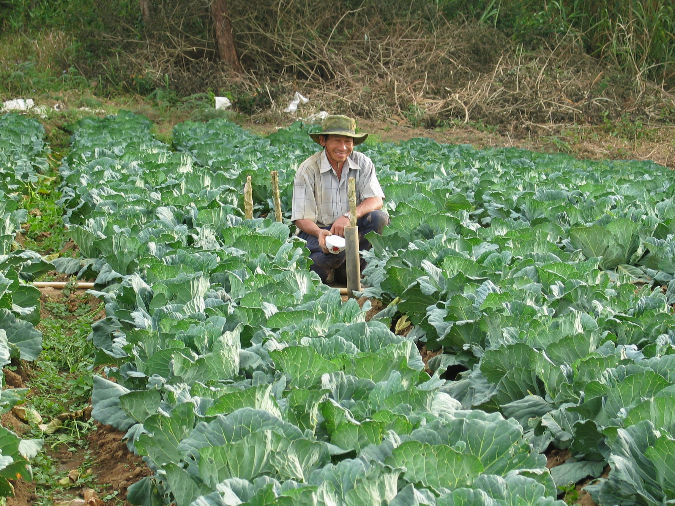 Detail Kebun Sayur Mayur Nomer 40