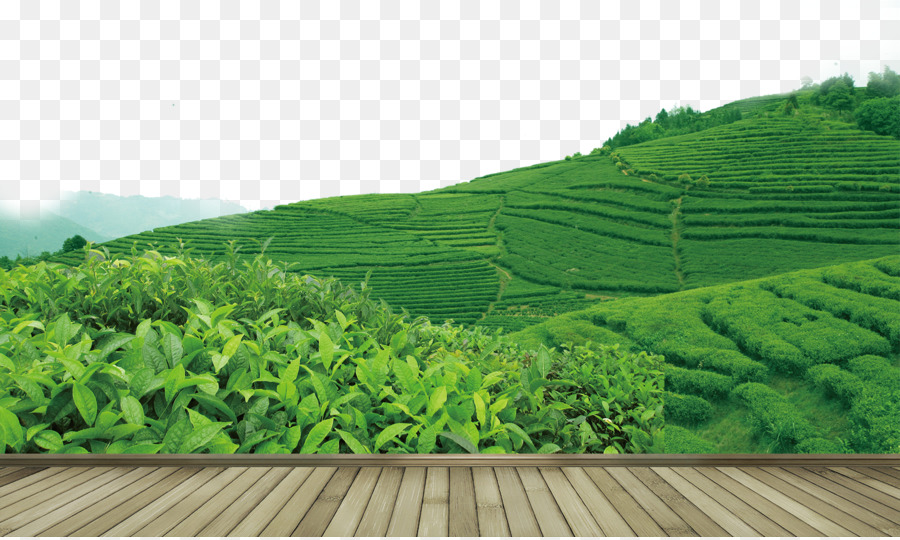 Detail Kebun Teh Png Nomer 5