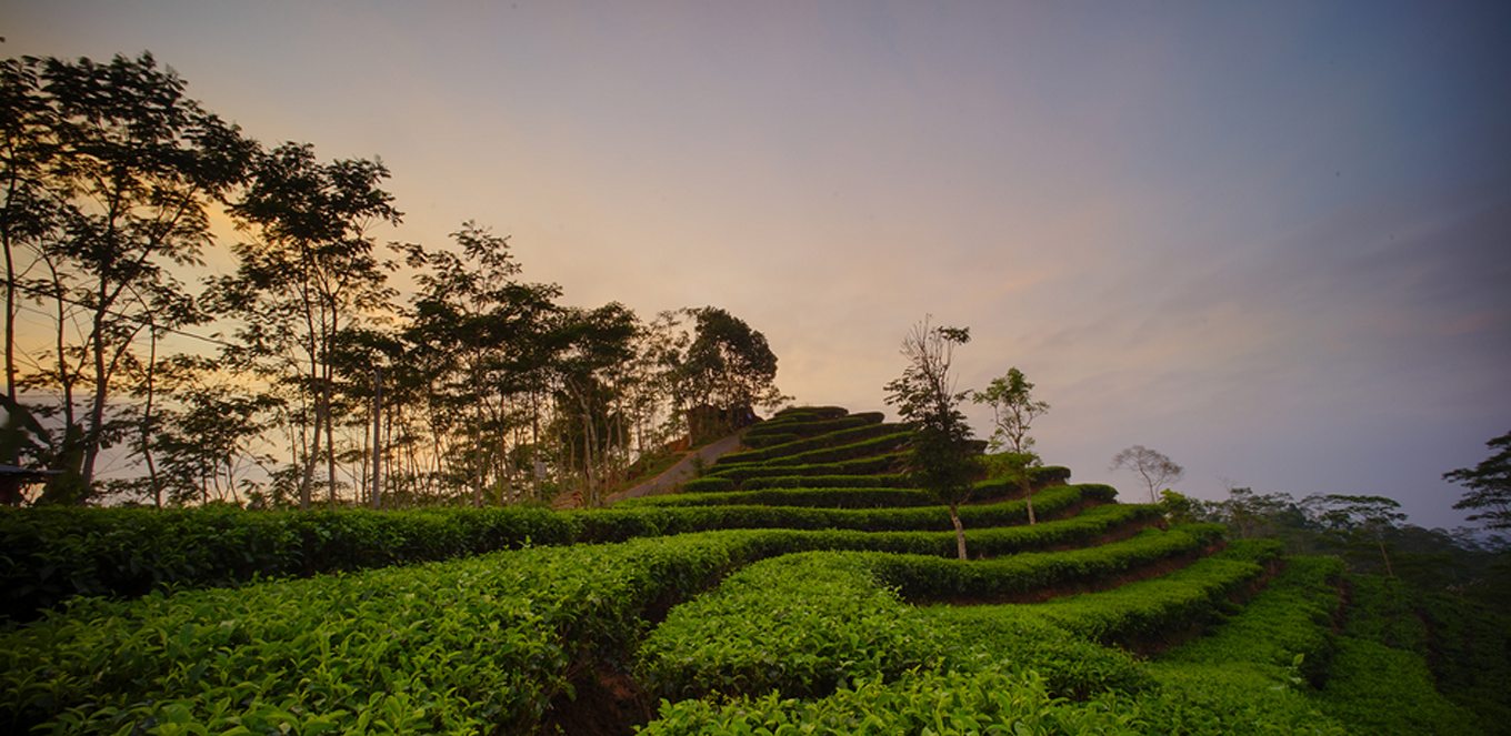 Detail Kebun Teh Png Nomer 39