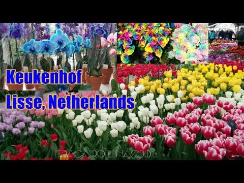 Detail Kebun Tulip Belanda Nomer 51