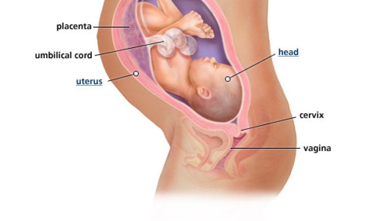Kehamilan 9 Bulan - KibrisPDR