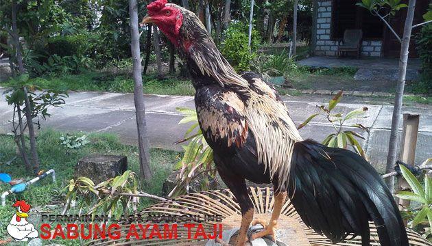 Detail Keistimewaan Ayam Wido Nomer 14