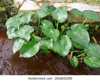 Detail Keladi Tikus Gambar Nomer 26