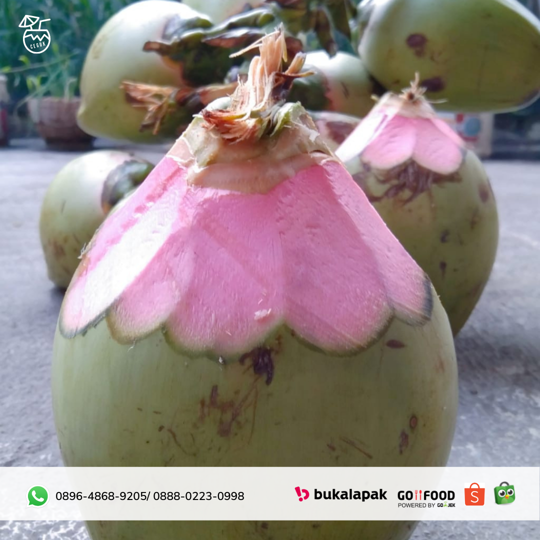 Detail Kelapa Ijo Png Nomer 23