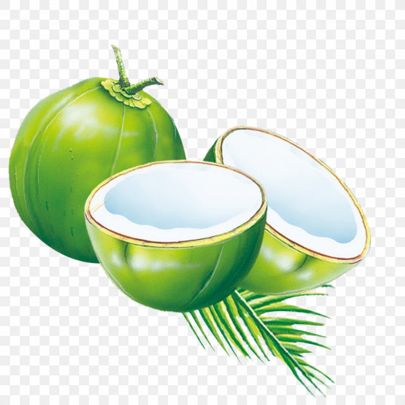 Detail Kelapa Ijo Png Nomer 7