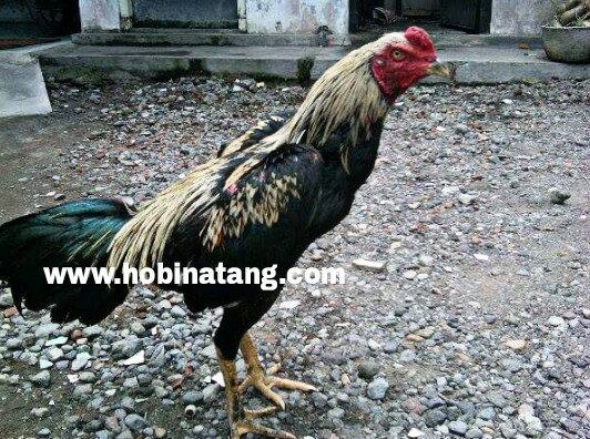 Detail Kelebihan Ayam Bangkok Wido Nomer 23
