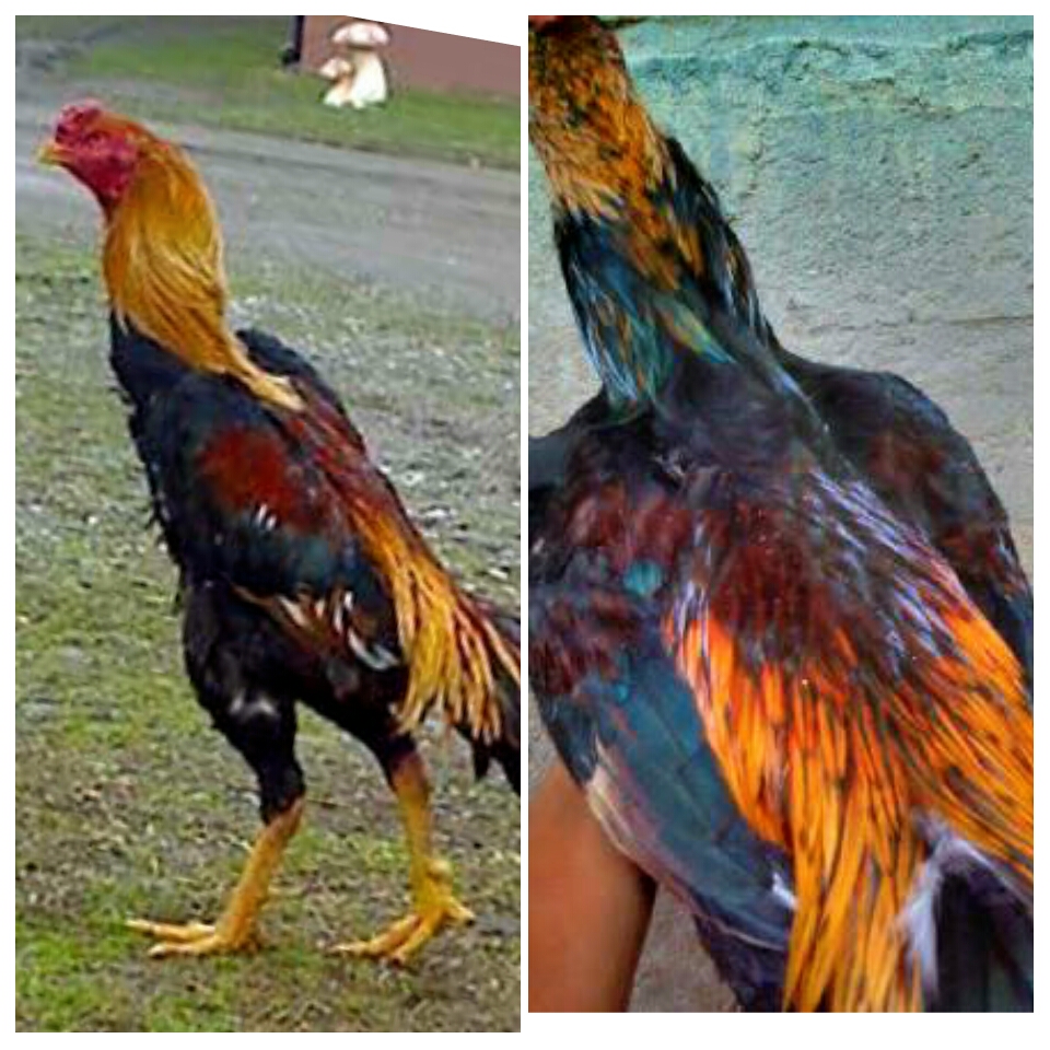 Detail Kelebihan Ayam Bangkok Wido Nomer 40