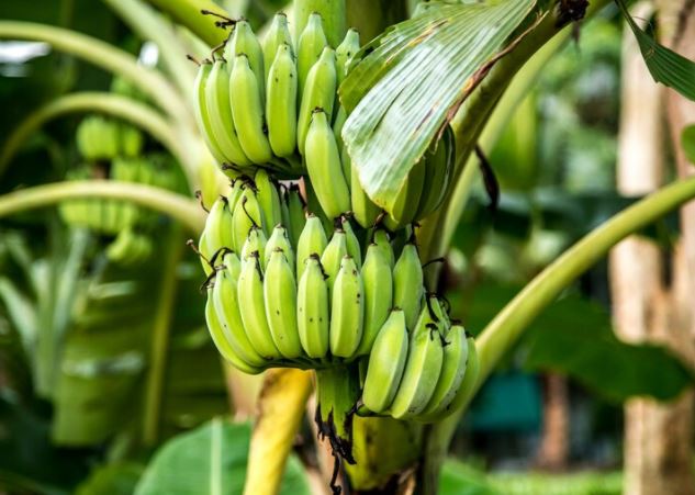 Detail Buku Mimpi Pisang Coklat Nomer 30