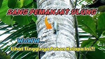 Detail Buku Mimpi Pohon Kelapa Bercabang Nomer 21