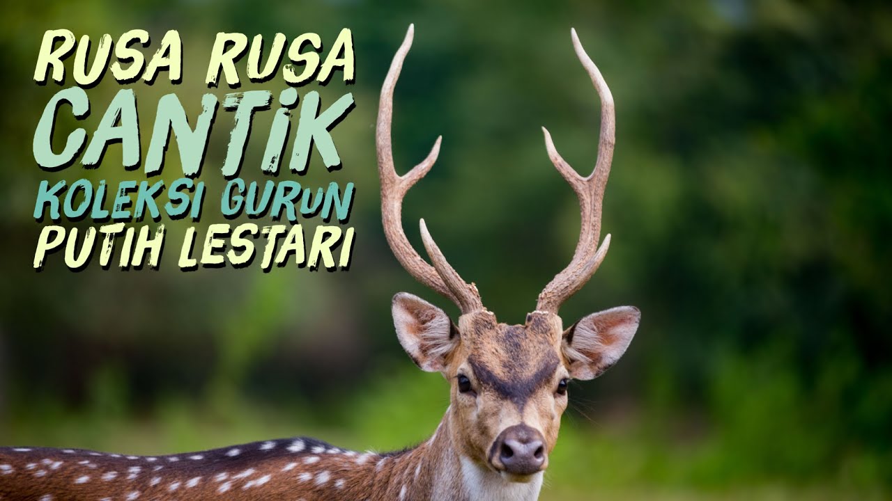 Detail Buku Mimpi Rusa Nomer 24