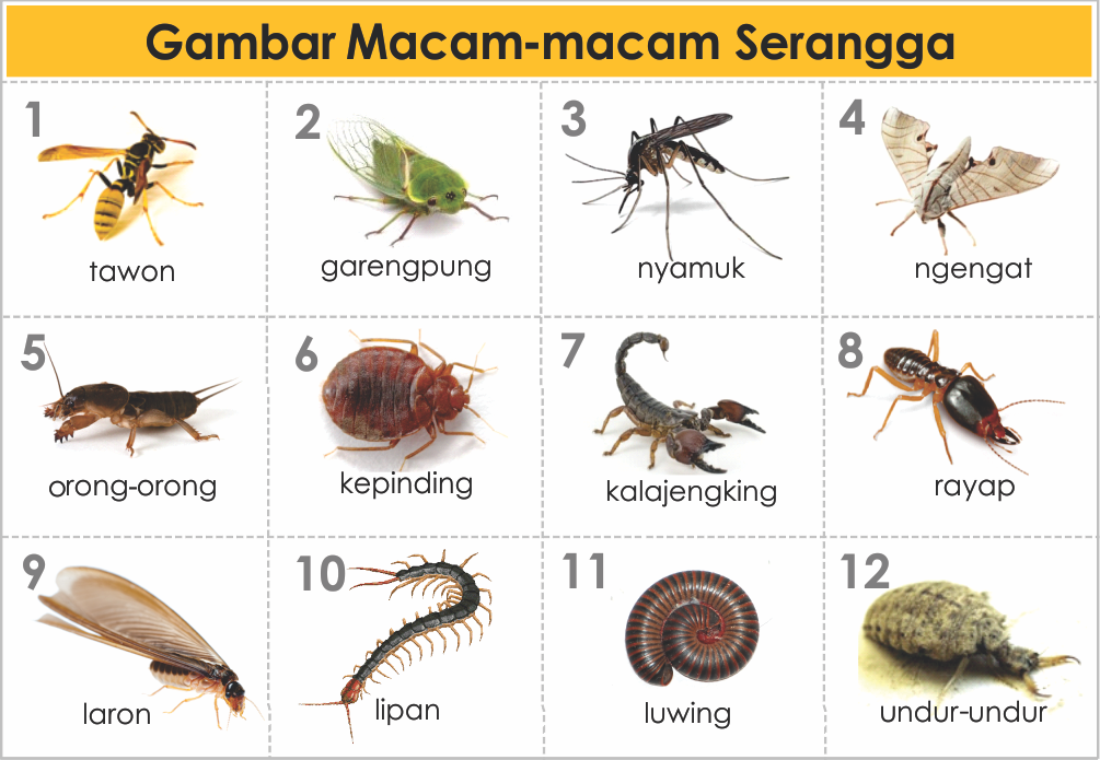 Detail Buku Mimpi Serangga Nomer 2