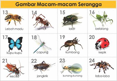 Detail Buku Mimpi Serangga Nomer 3