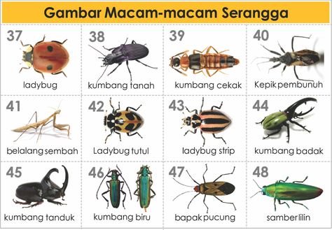 Detail Buku Mimpi Serangga Nomer 5