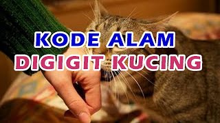 Detail Buku Mimpi Singapura Nabrak Kucing Nomer 19