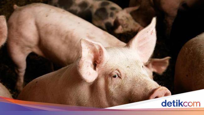 Detail Buku Mimpi Teman Piara Babi Nomer 38