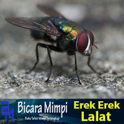 Detail Buku Mimpi Togel 2d Lalat Nomer 32