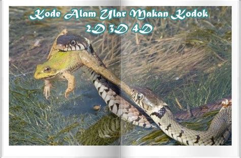 Detail Buku Mimpi Togel Kodok Nomer 23