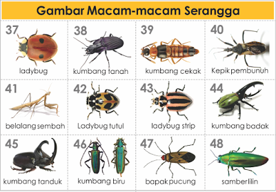 Detail Buku Mimpi Togel Kumbang Nomer 4