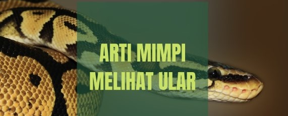 Detail Buku Mimpi Togel Ular Masuk Rumah Nomer 16