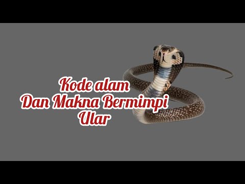 Detail Buku Mimpi Ular Masuk Dalam Rumah Nomer 50