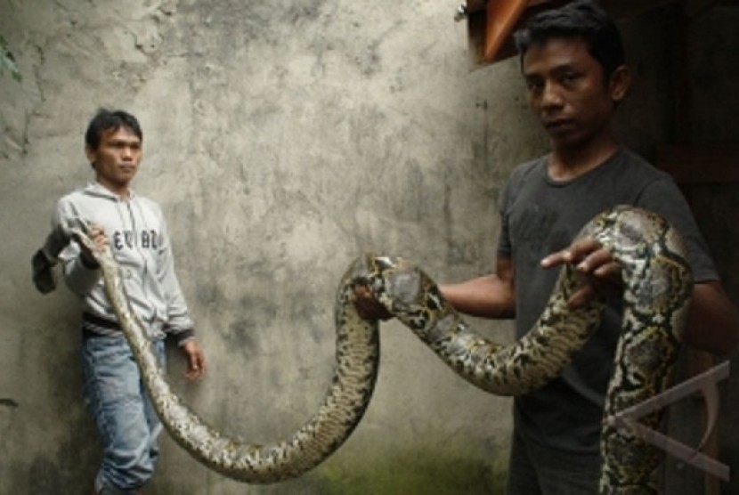 Detail Buku Mimpi Ular Melintas Di Atas Perut Nomer 38