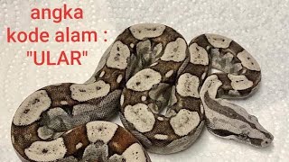 Detail Buku Mimpi Ular Piton Nomer 38