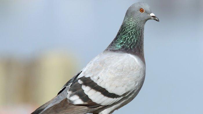 Detail Buku Seribu Mimpi Burung Merpati Nomer 2