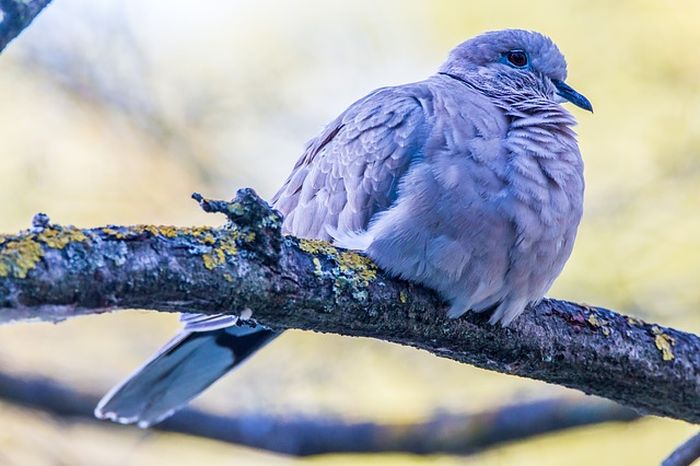 Detail Buku Seribu Mimpi Burung Perkutut Nomer 24