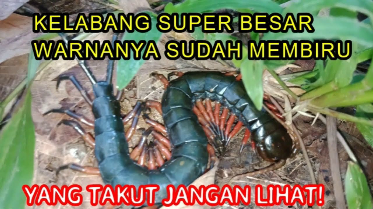 Detail Buku Tafsir Mimpi 2d Lipan Nomer 26