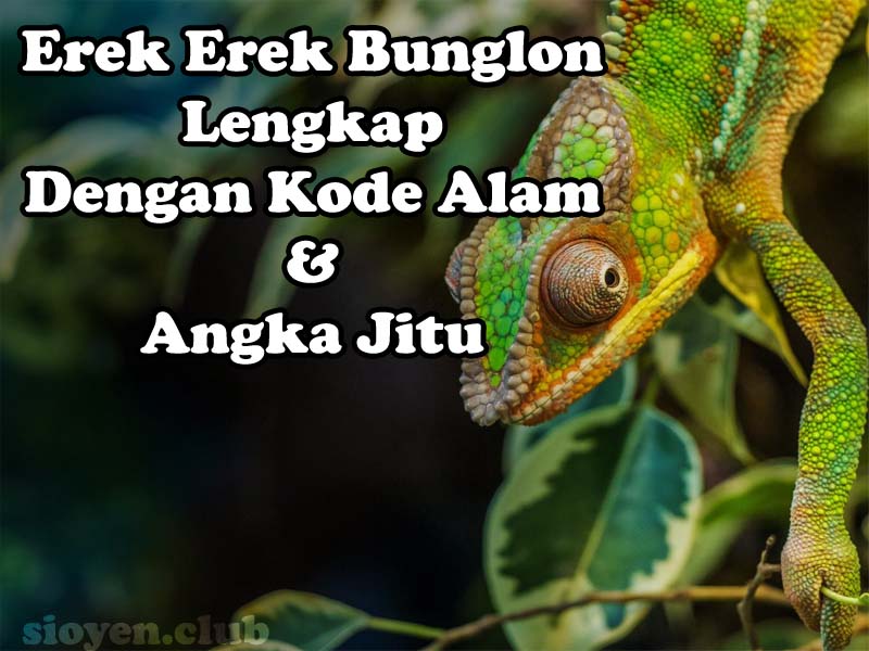 Detail Bunglon Buku Mimpi Nomer 19