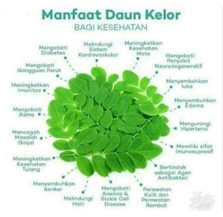 Detail Daun Kelor Buku Mimpi Nomer 15