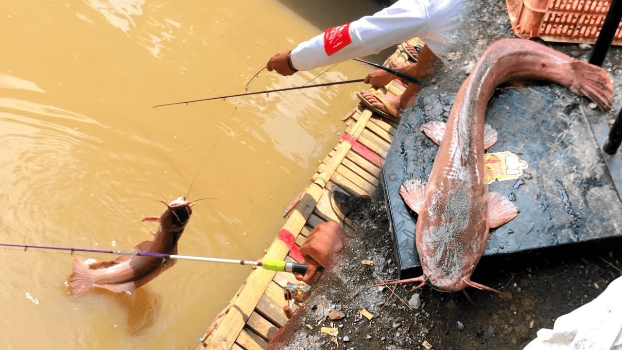 Detail Ikan Lele Dalam Buku Mimpi Nomer 28