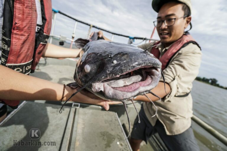 Detail Ikan Lele Dalam Buku Mimpi Nomer 38