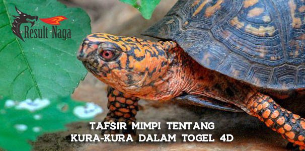 Detail Kura Kura Dalam Buku Mimpi Nomer 26