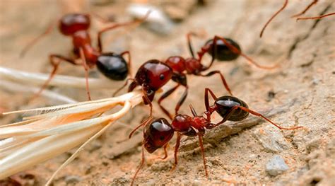 Detail Mimpi Semut Merah Buku Mimpi Nomer 20