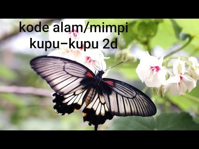 Detail No Kupu Kupu Di Buku Mimpi Nomer 52