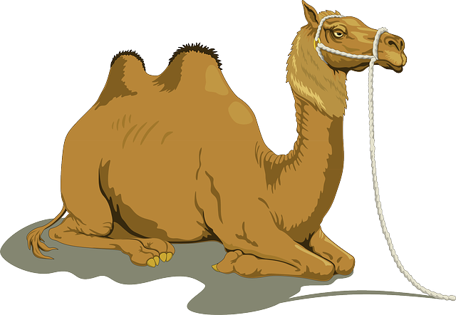 Detail Camel Clipart Images Nomer 19