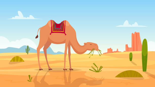 Detail Camel Clipart Images Nomer 27