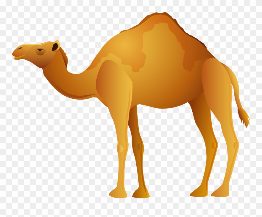 Detail Camel Clipart Images Nomer 44