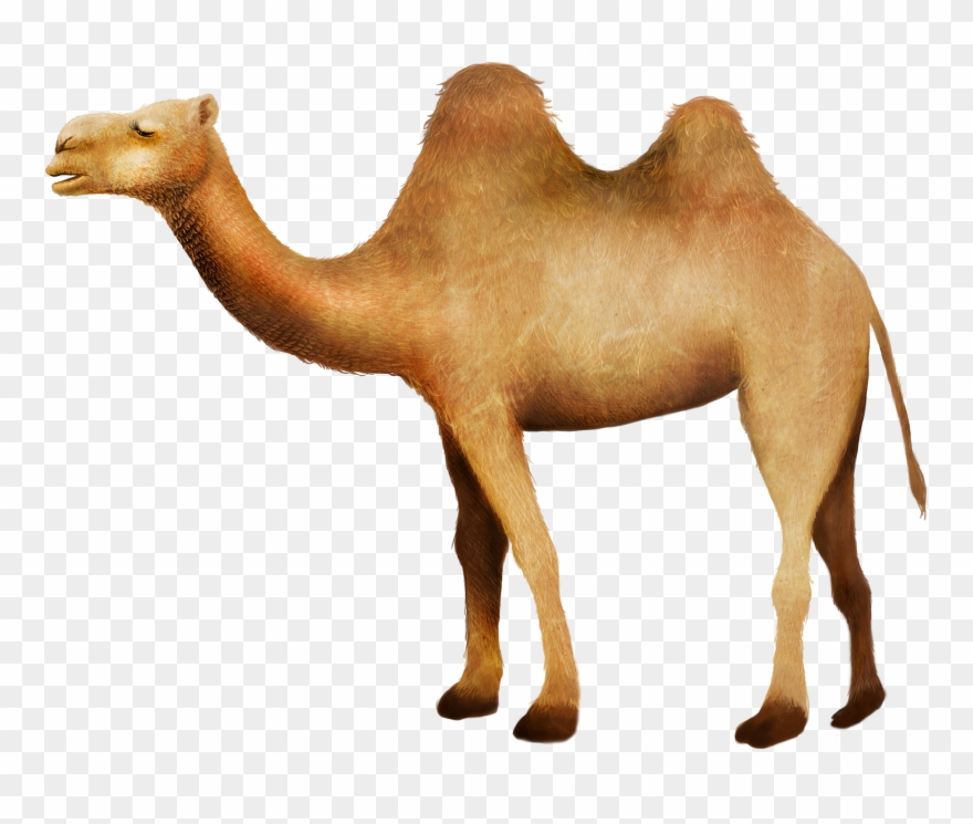 Detail Camel Clipart Images Nomer 45