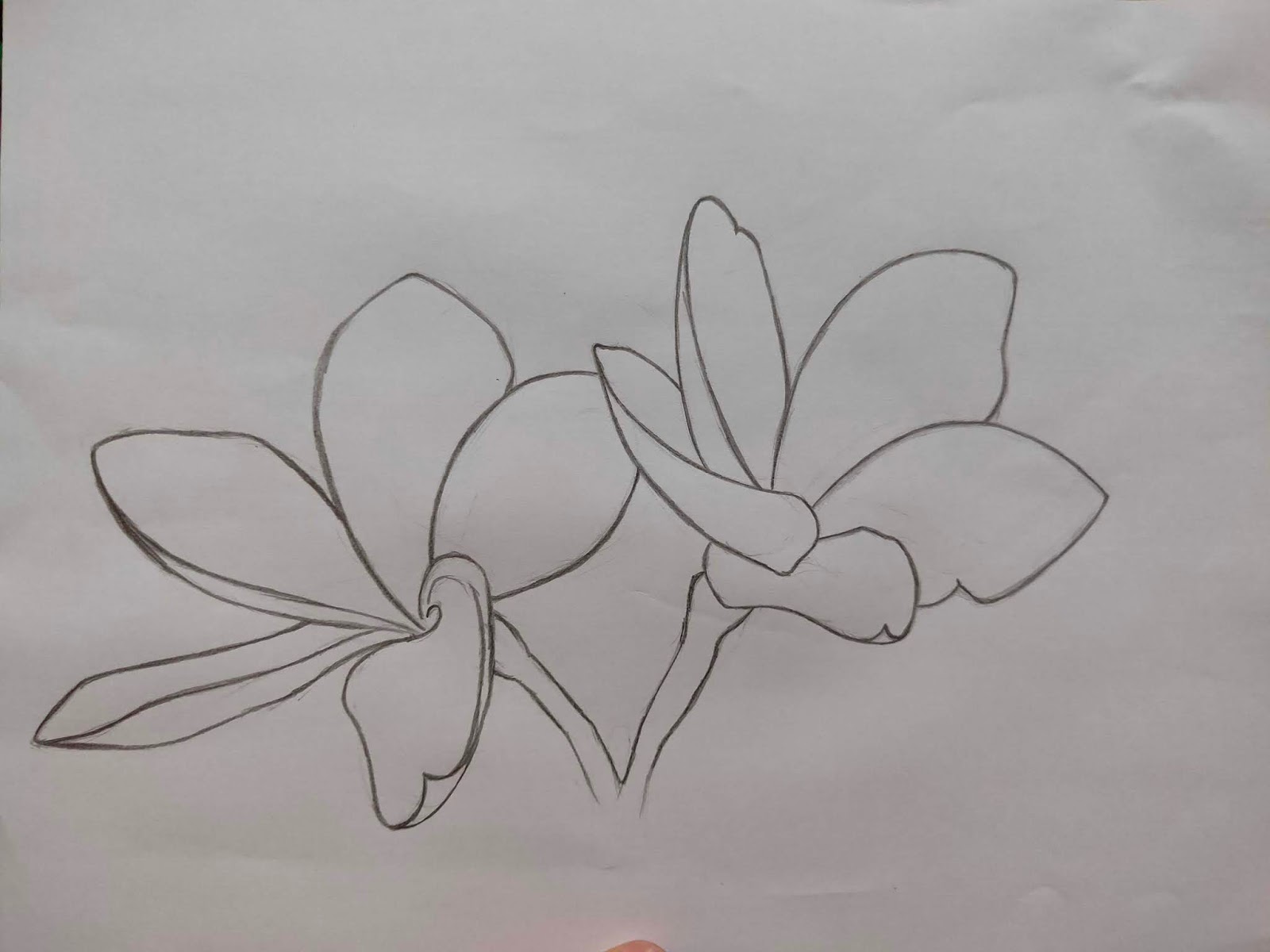 Cara Menggambar Bunga Kamboja Langkah Demi Langkah - KibrisPDR