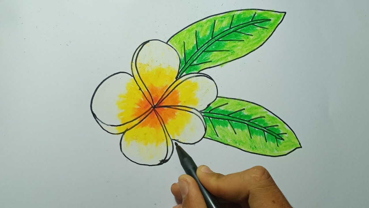 Detail Cara Menggambar Bunga Kamboja Langkah Demi Langkah Nomer 2