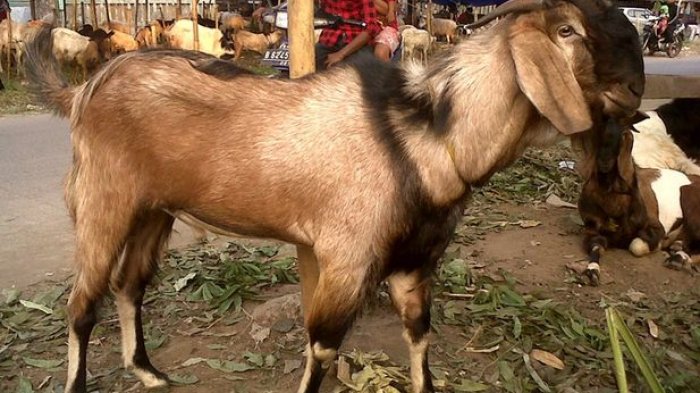 Detail Foto Kambing Kurban Nomer 14