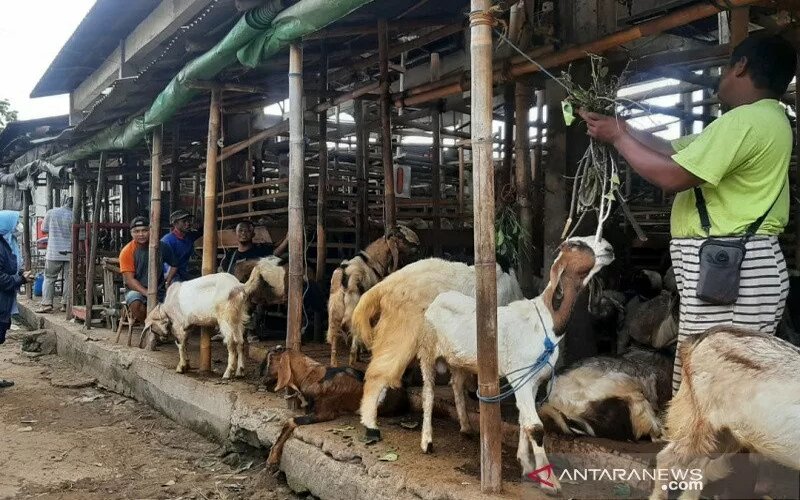 Detail Foto Kambing Kurban Nomer 28