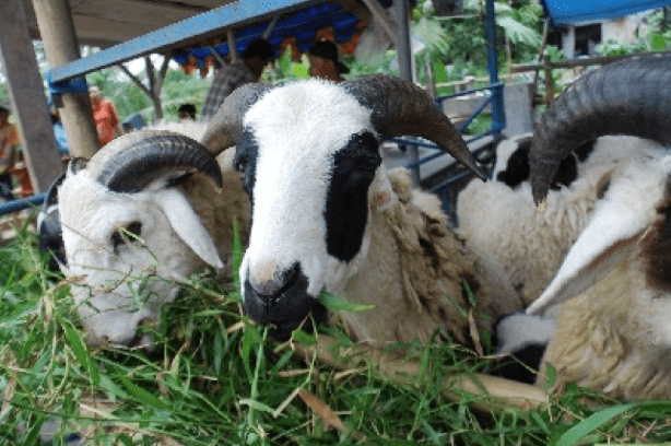 Detail Foto Kambing Kurban Nomer 30