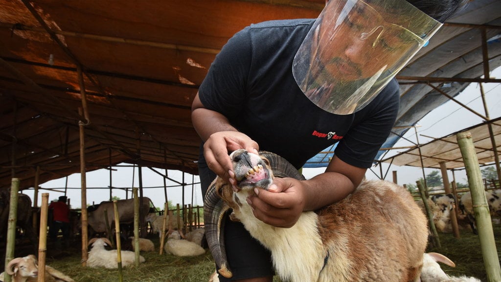 Detail Foto Kambing Kurban Nomer 40