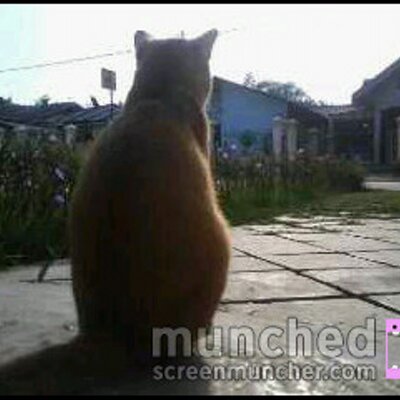 Detail Foto Kucing Galau Nomer 39