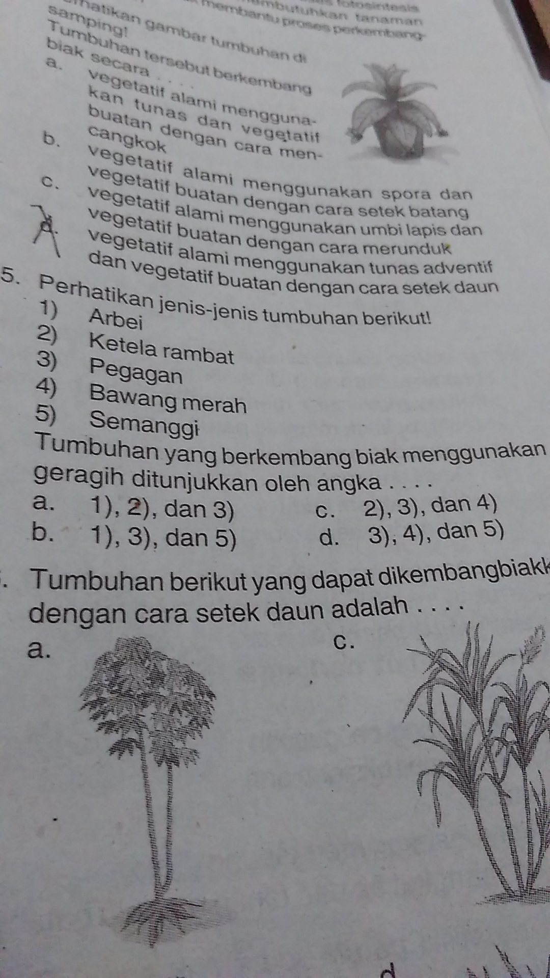 Detail Gambar Tumbuhan Yang Berkembangbiak Dengan Geragih Nomer 12