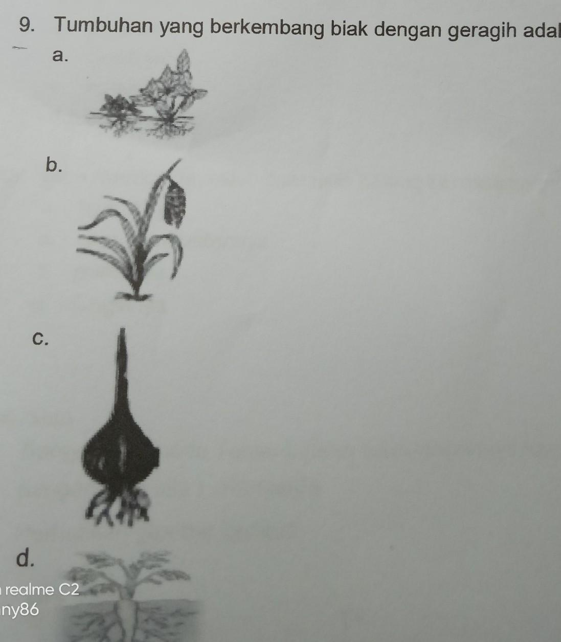 Detail Gambar Tumbuhan Yang Berkembangbiak Dengan Geragih Nomer 23