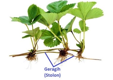 Detail Gambar Tumbuhan Yang Berkembangbiak Dengan Geragih Nomer 4